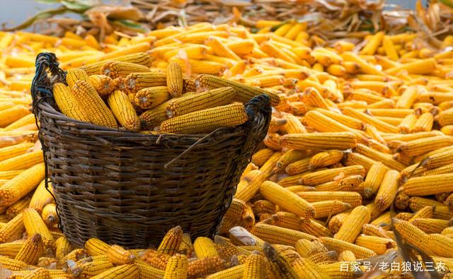 2月25日玉米行情深度解析，最新市场动态与走势预测
