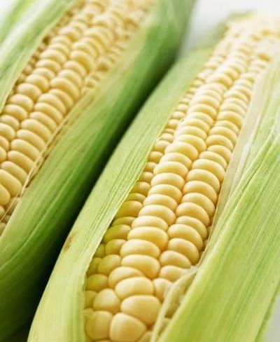 新鲜出炉解析，玉米盛宴中的28日玉米最新鲜全攻略