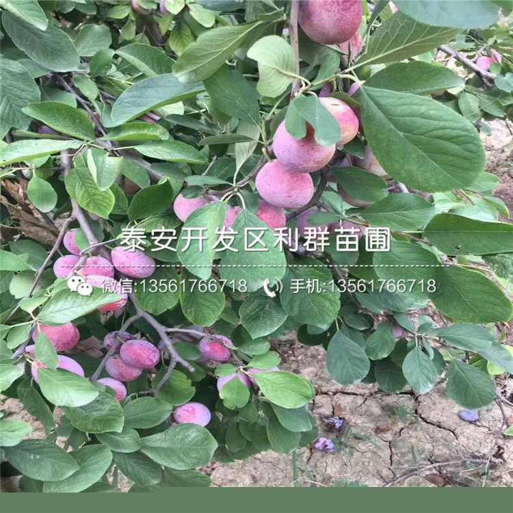 最新李子种苗品质与种植管理之道探索