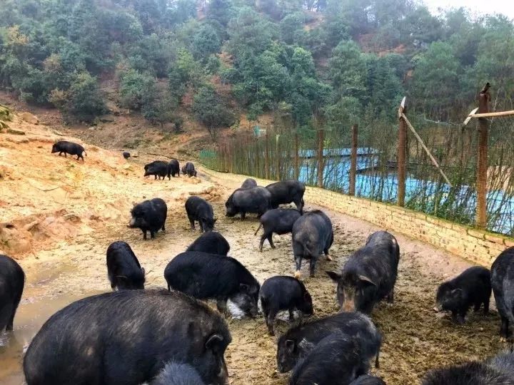 南京野猪现象，城市中的野趣与温馨友情，野猪密度达每平方公里四头以上