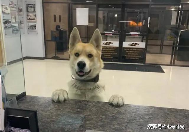 边境牧羊犬机智求助派出所，上演现实版报案秀