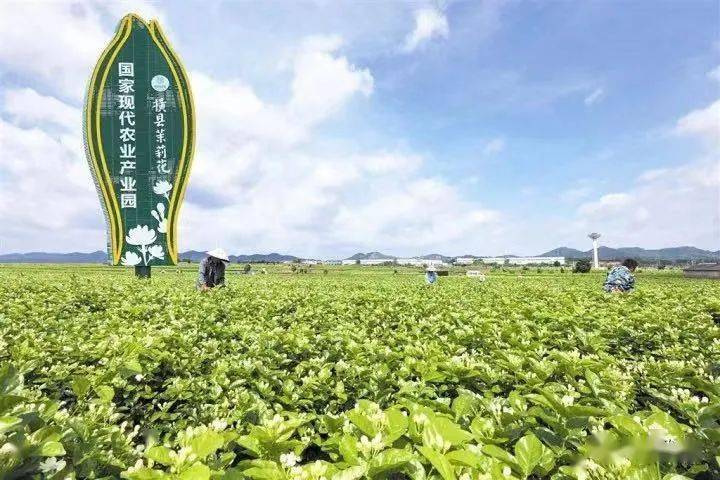 横县撤县设市最新动态，友谊纽带在撤县设市时刻熠熠生辉