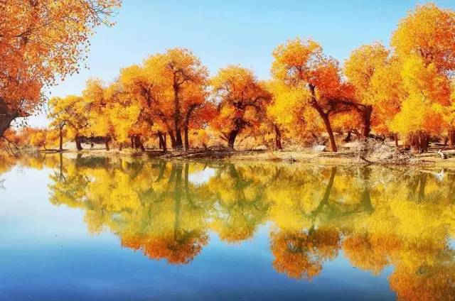 探秘金秋胡杨林绚丽画卷，最新景象揭秘（11月3日更新）