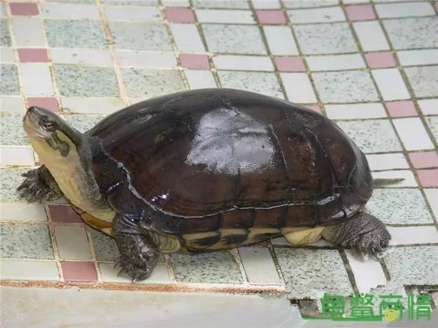 11月5日金钱龟苗最新价格及市场走势分析与购买指南