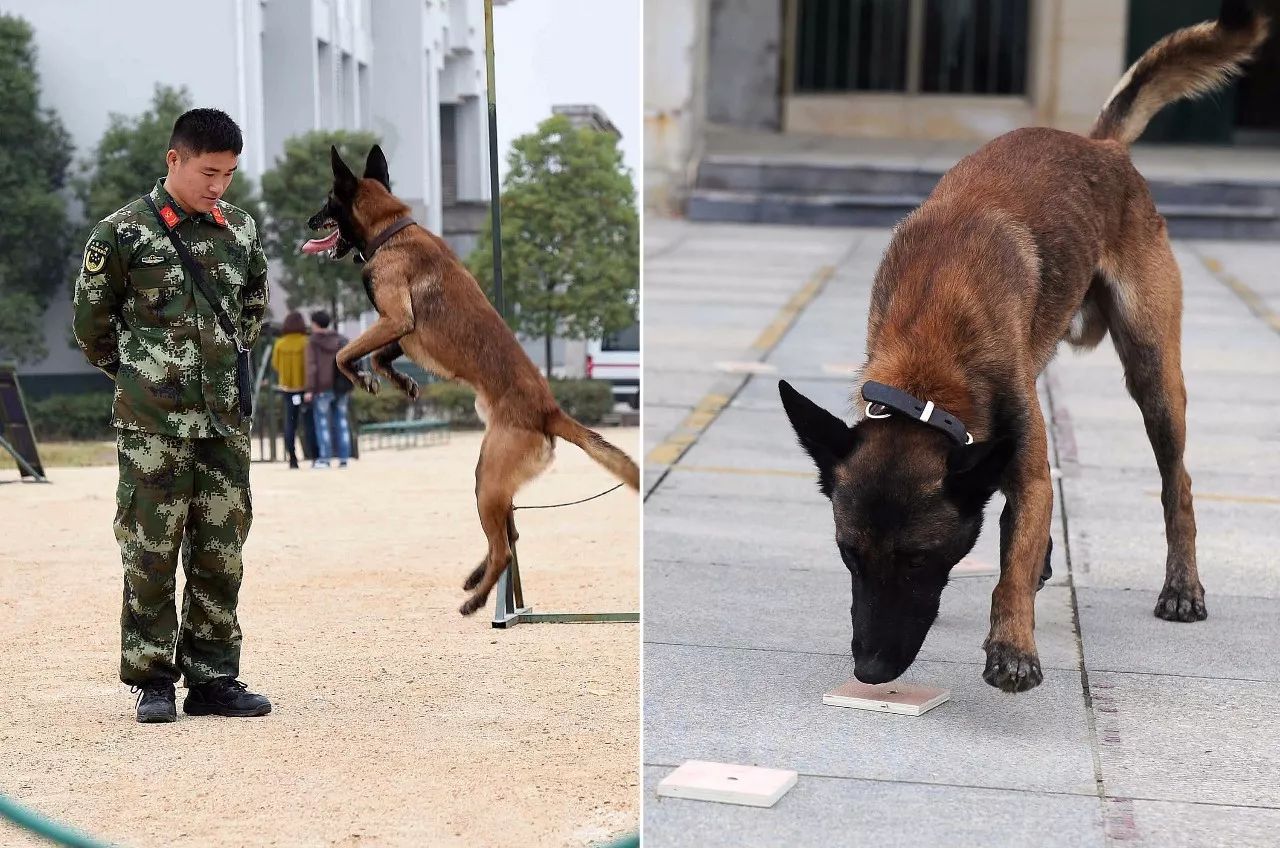 探索自然美景之旅，最新马犬与心灵宁静的寻觅