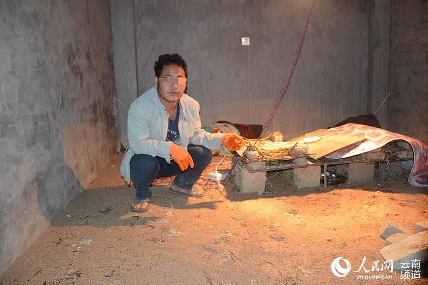 揭秘蛇界新动态，深度解析蛇的最新消息（11月6日）