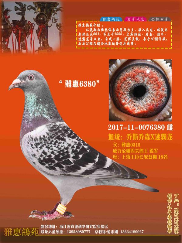 陕西威力春棚最新动态及影响回顾，11月6日重要信息解析