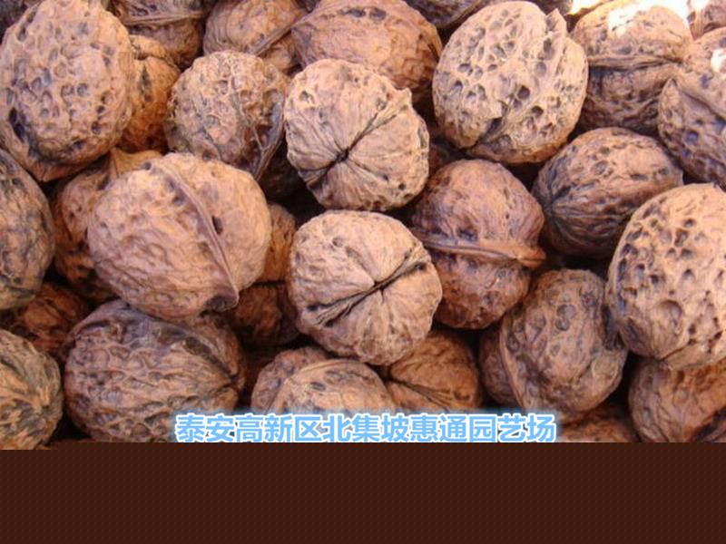 今年最新核桃刷，革新工具还是传统坚守？