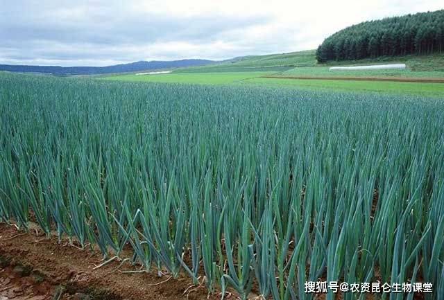 历史上的11月10日，洋葱施肥秘方的变革与激发无限学习能量之路