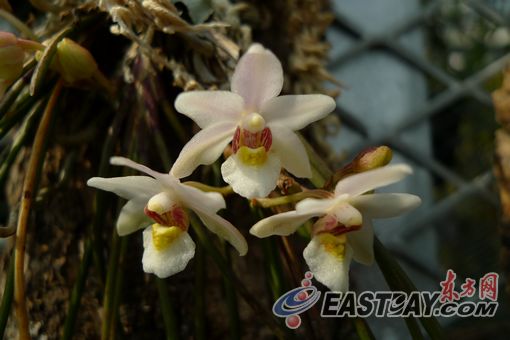 最新兰花新闻揭秘，追寻内心平静的奇妙旅程——探索自然秘境，兰花盛开之旅！