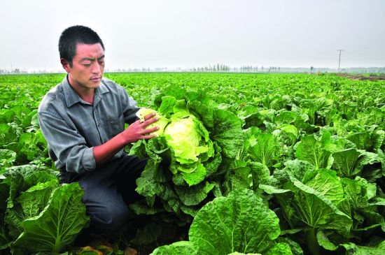 历史上的11月13日苍山大白菜价格深度解析与最新行情介绍