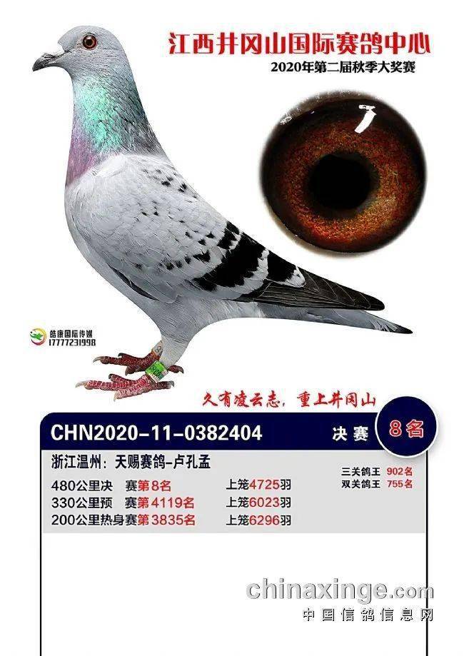 11月信鸽冠军归巢，翱翔胜者归来及深度评测视频