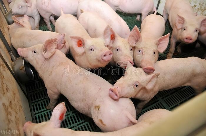 肥猪价格背后的故事，最新报价与猪缘际会
