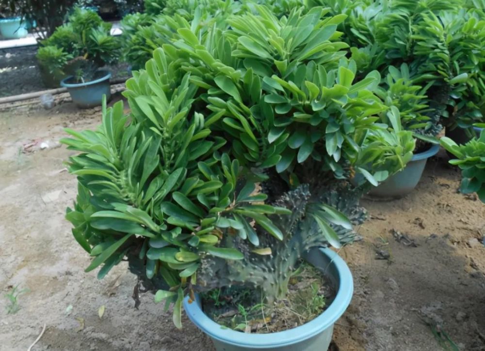 往年11月14日玉都花少的荣光重现，深度回顾与探析