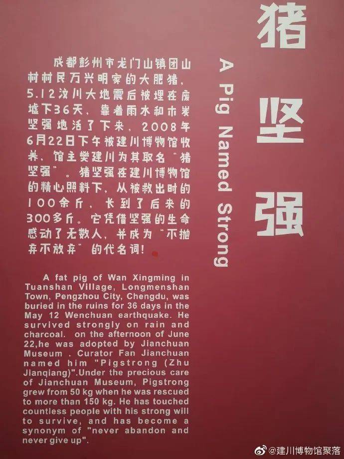 匪我思存最新小说双成深度测评与介绍，揭秘双成世界，探寻情感纠葛的神秘面纱