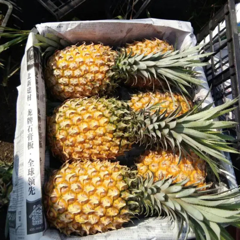 探秘菠萝秘境，2024年11月15日的惊喜发现之旅