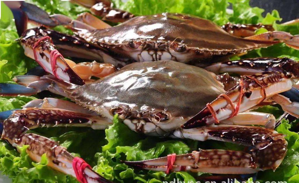 上海海鲜行业招聘最新动态，招聘分析与观点探讨（往年11月20日）
