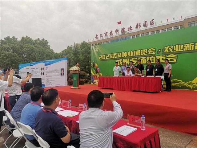 中国最新农作物深度评测报告，最新农作物品种解析与评估（2024年11月20日）