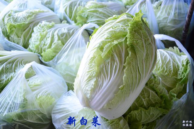 藁城白菜新篇章，2024年11月20日价格风云与产业变迁深度解析