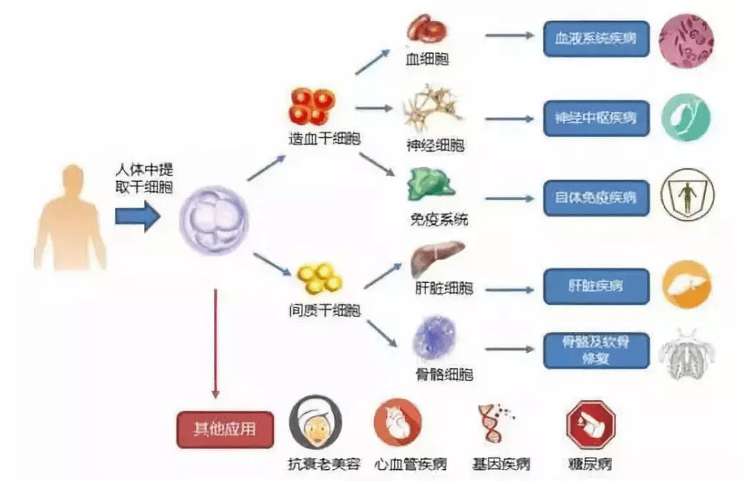日本干细胞奇迹日，温馨家庭的神奇转折之路