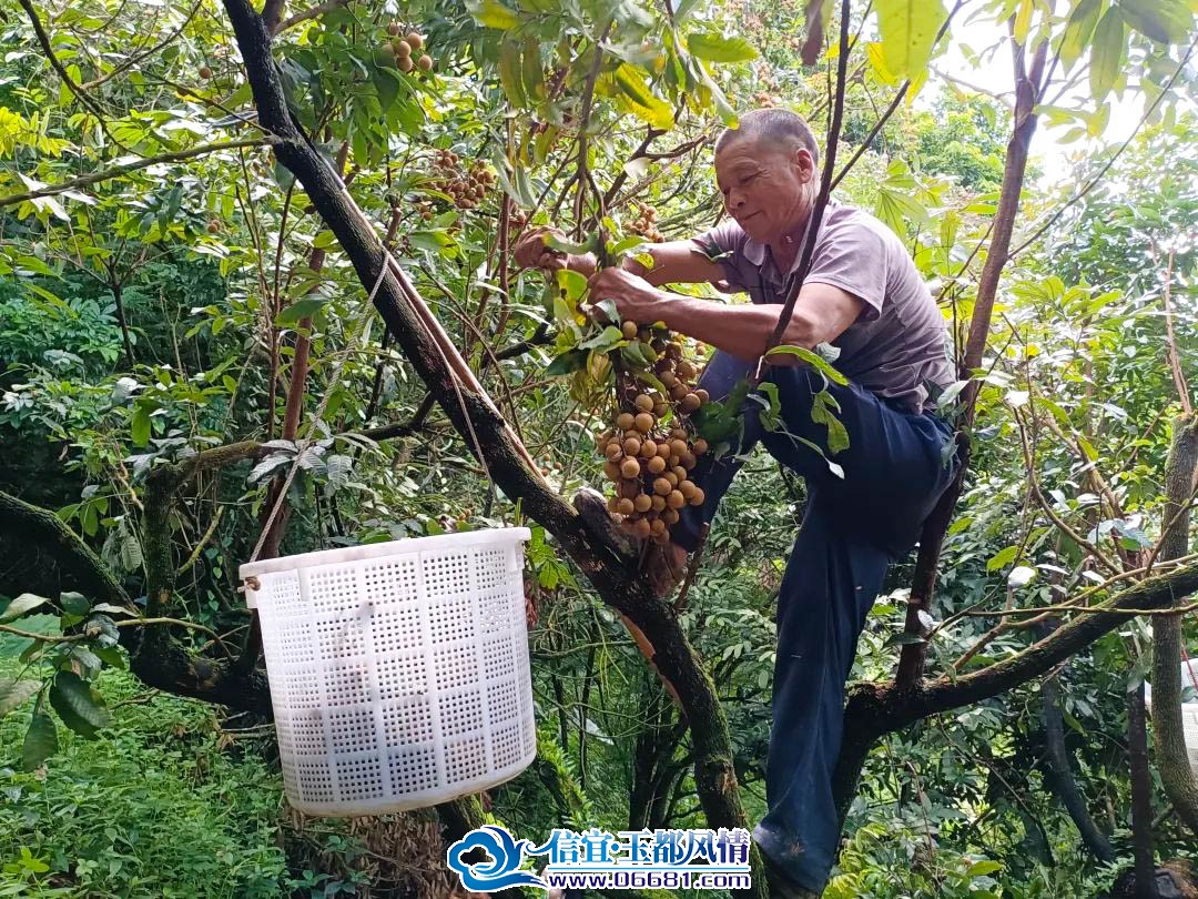 11月板栗子最新小说，自然之旅与内心的宁静与幽默