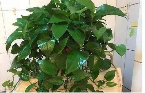 历史上的11月30日水莓100热门免费，历史上的水莓100热门免费活动指南，一步步教你如何参与体验