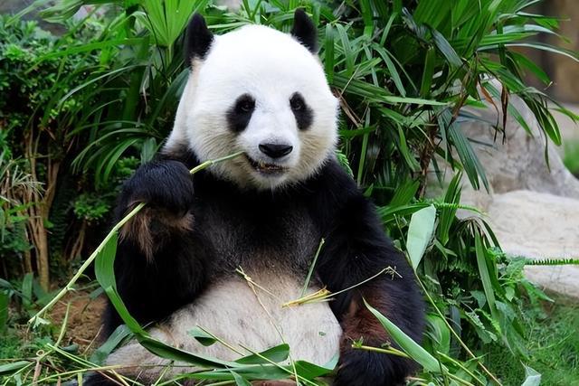 熊猫yy最新产品评测与深度分析，特性、体验、竞品对比及用户群体洞察（预测至2024年）