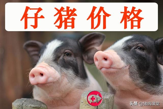 河北小猪行情揭秘，疯狂价格与心灵静谧之旅