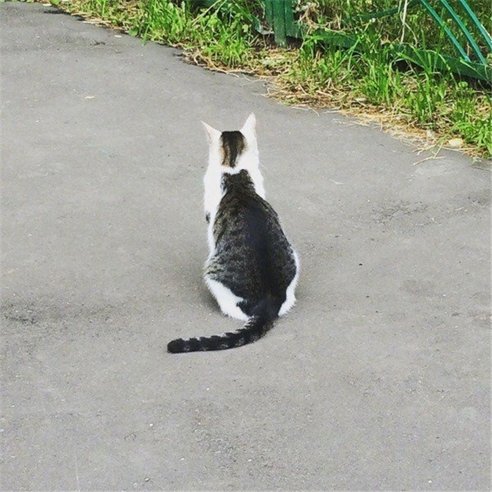 探秘小巷深处的撸猫乐园，12月4日的独特猫体验