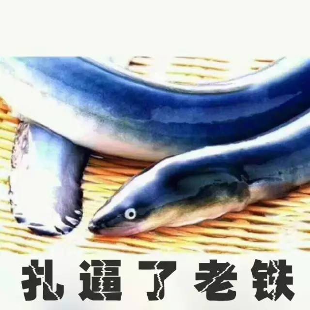 黄鳝最新价格揭秘，友情与陪伴的十二月探秘之旅