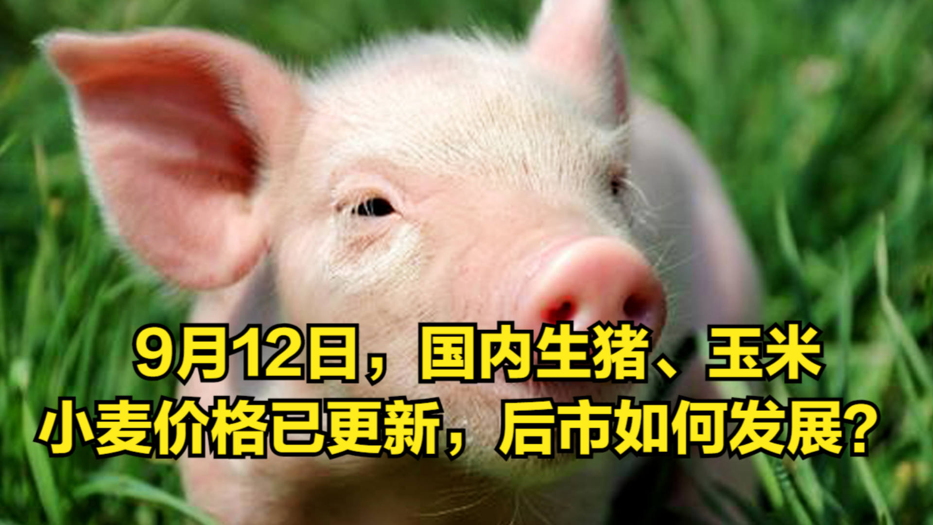 河北生猪最新猪价格追踪，历史变迁与未来展望，科技智能引领12月6日最新动态体验
