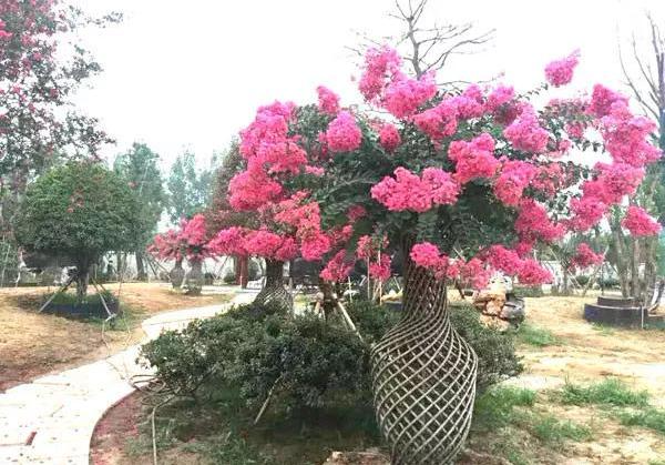 独家精品紫薇，紫薇新品种 