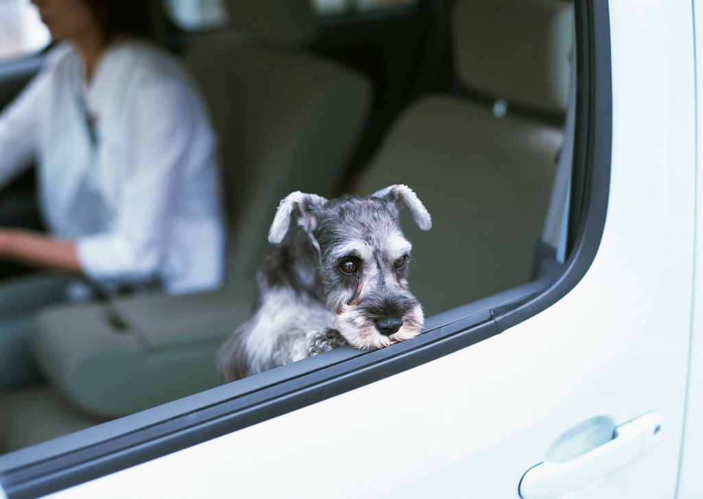 独家女养的犬，独家宠物 