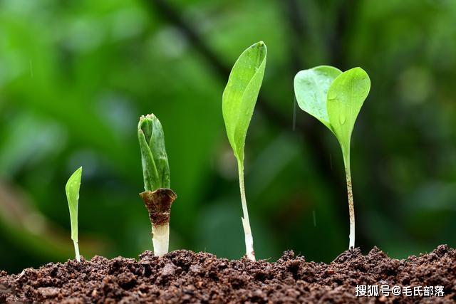 植物不断吸收，植物体吸收什么 