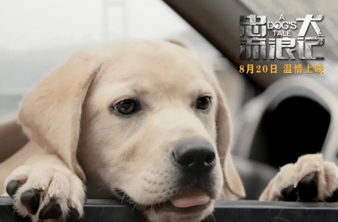 独家忠犬无防盗，独家忠犬好看吗 