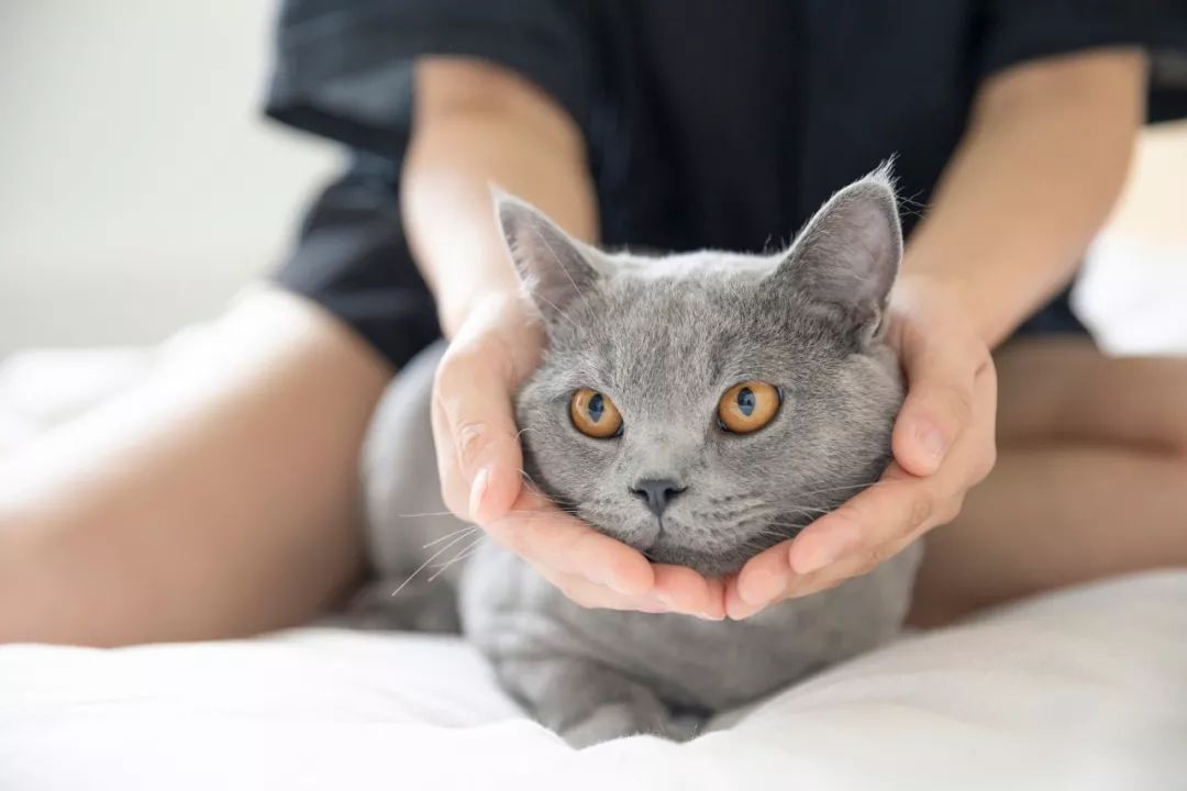 猫咪突发猝死背后的惊人原因揭秘！