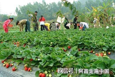 女子户外采野菜遭遇意外身亡，警醒户外安全需重视