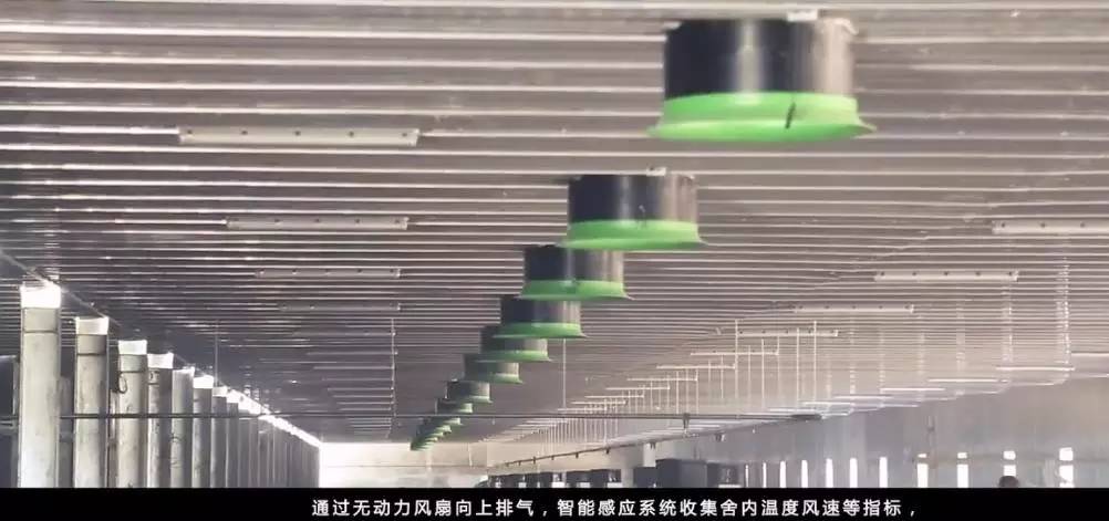 猪场最新动态揭秘，今日关注消息视频来袭