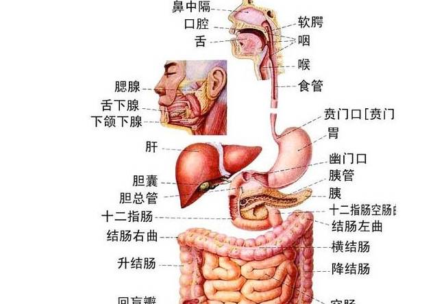 突发肋骨疼痛，突然之间肋骨疼 