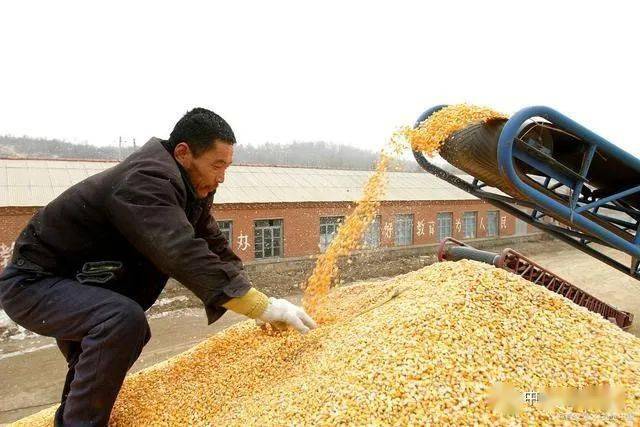 巨鹿玉米今日行情，最新价格与市场动态深度解析