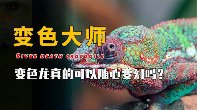 变色龙专题揭秘，自然伪装大师的探索之旅