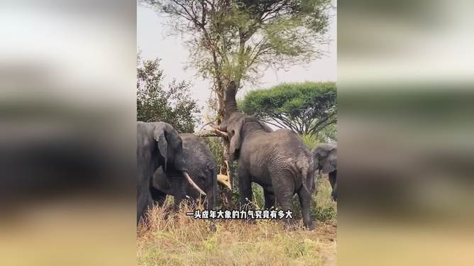 揭秘大象王国，图片展现的无穷魅力与震撼力量
