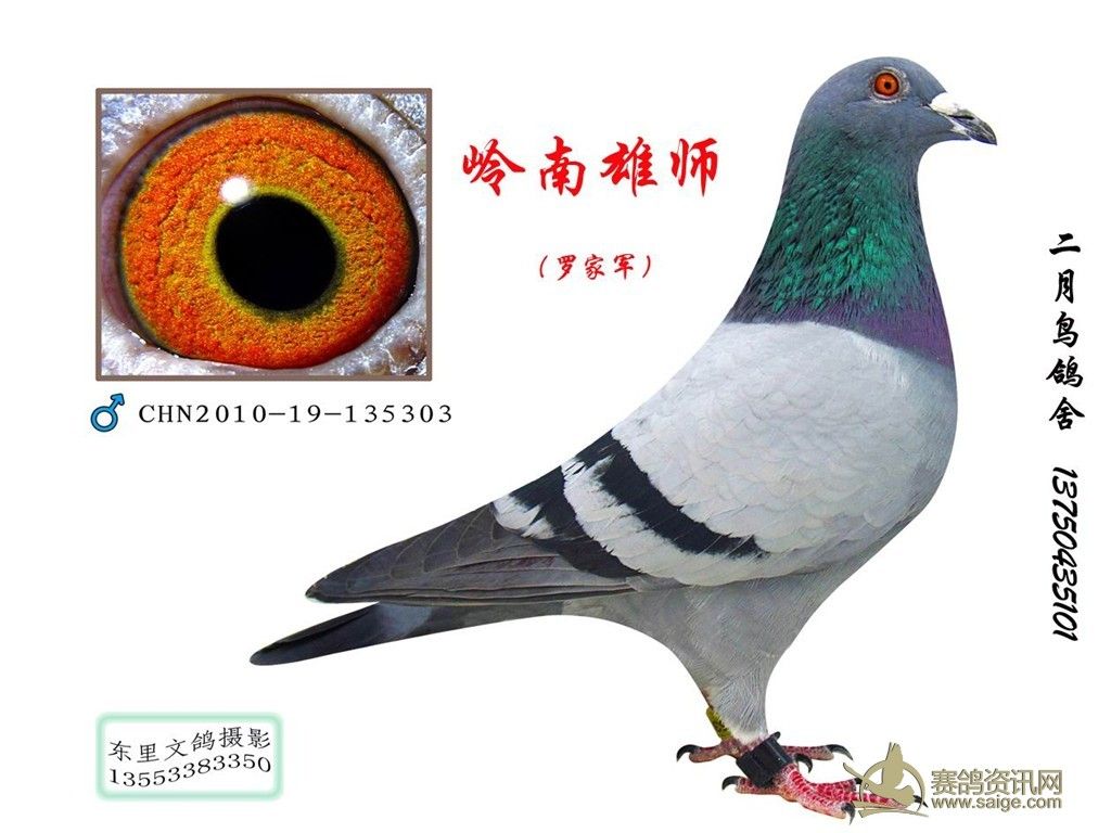 江苏四季公棚，中国鸽界精英聚集地