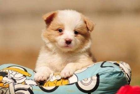 贵宾犬的魅力，一网打尽，百度带你深入了解！