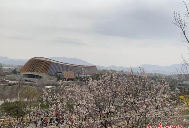 满城花落探秘，绝美旅游攻略大揭秘！