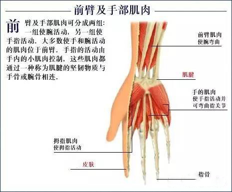 世界跟腱排名前十，探寻人体力量的极致奥秘