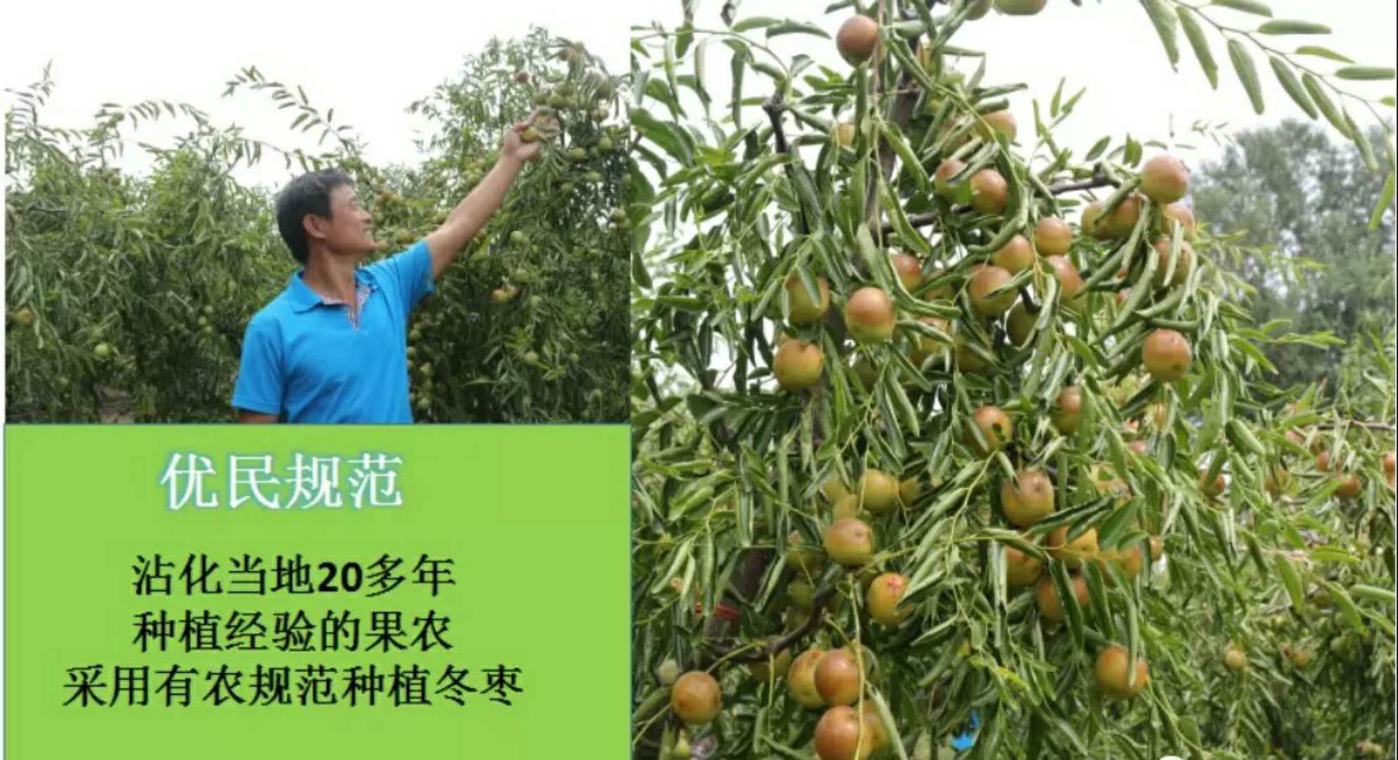 兰山枣园生态繁荣揭秘，生态枣产业蓬勃发展新篇章