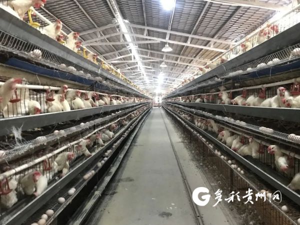 全球顶级鸡场豪华榜单，奢华养殖，天价鸡舍揭秘！