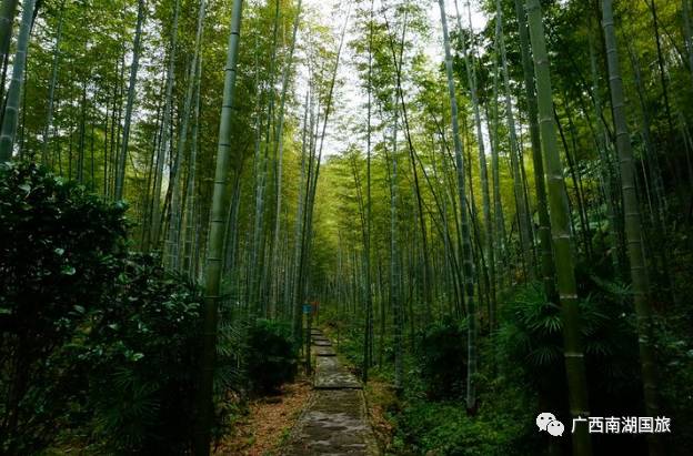 柳杉森林探秘指南，畅游绝美景色，尽享自然盛宴！