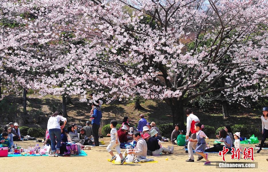 韩国旅游赏花攻略大揭秘，绝美花海畅游指南